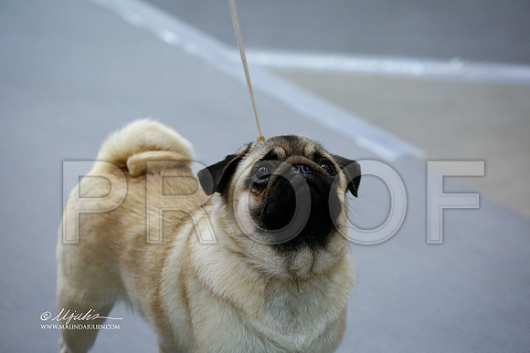 pug-2826-SANov13-HR