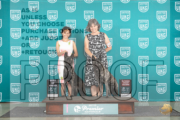 Dutch Shepherds #500 AG2 #193 BOB Judge Stan Matsumoto__JP_1881_Premier_2024_HR3