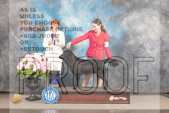 Flat Coated Retriever #9 Fri BOW Judge Linda Hurlebaus_MJ_7092_Houston_2022_HR3