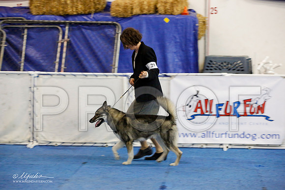 _M3_8239-AddisonHuskyMar2015-HR3