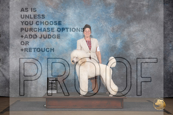 Poodle Standard #435 BM Judge Brenda Landers__JP_3105_LongviewTX_2024_HR3