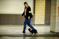 Miniature Australian Shepherd Ring Sat
