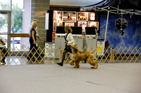 Veteran Sweeps 7-9 Dog Mon Ring