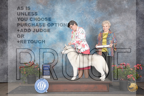 Siberian Husky #11 Sat G1 Judge Paul F Willhauck__JP_5288_San Antonio_2024_HR3