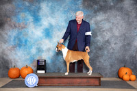 Boxer #16 Thurs WB Judge Ken Murry