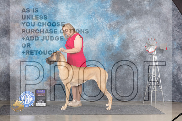 Great Dane #10 Fri BOBOHBOB Judge Pat Trotter__JP_5283_Amarillo_2024_HR3
