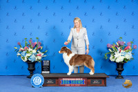 Australian Shepherd #14 SAT WB BOW NC M Judge Ann Yuhasz