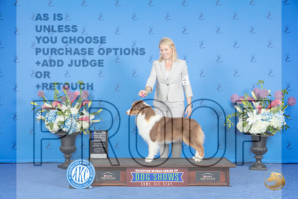 Australian Shepherd #14 SAT WB BOW NC M Judge Ann Yuhasz__JP_0026_Houston_2024_HR3