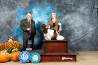 Cocker Spaniel #10 Sun WB Judge Del Richards