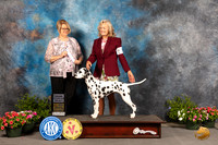 Dalmatian #10 SB Sat Judge Cindy Lane