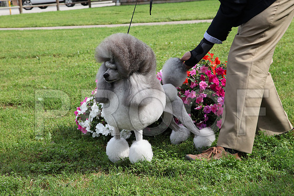 MinPoodle-7760