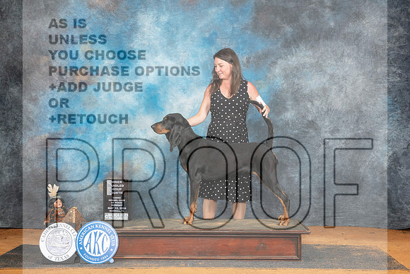 Black and Tan Coonhound #8 Sun OHG4 Judge Karen Hynek__JP_8822_MARSHALL_2024_HR3