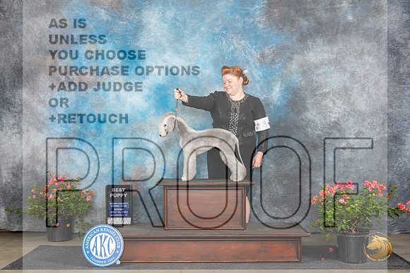 Bedlington Terrier #8 Sunn BPupBIS Judge Christie Martinez__JP_5781_San Antonio_2024_HR3