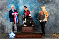 Tibetan Terrier #6 Sat BIS Judge Dr Steve Keating