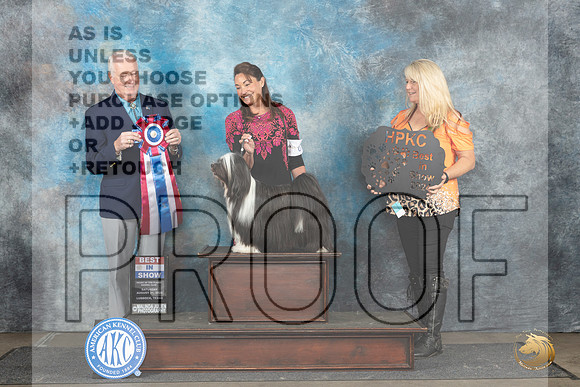 Tibetan Terrier #6 Sat BIS Judge Dr Steve Keating__JP_3767_Lubbock_2024_HR3