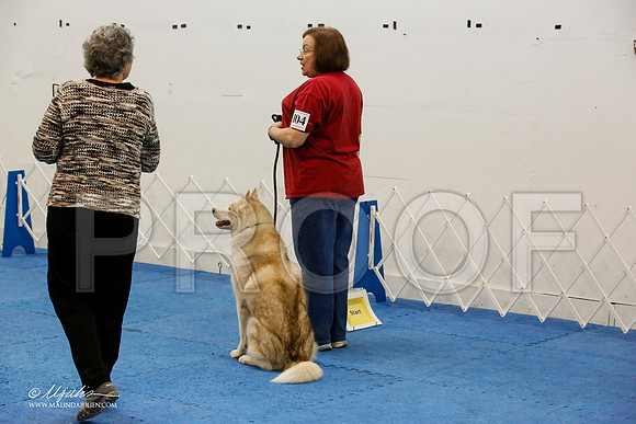 _M3_8072-AddisonHuskyMar2015-HR3