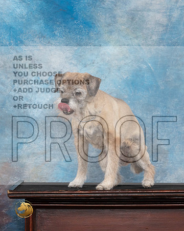 Border Terrier # Thur Arlis 15yo__JP_4853_Amarillo_2024_HR3