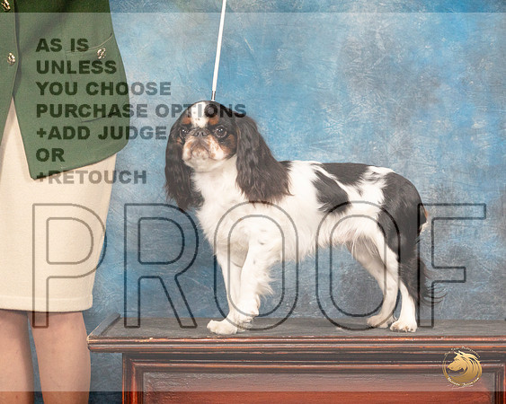 English Toy Spaniel #8 Fri CustomMMJ_3604_Mdlnd2022_HR3