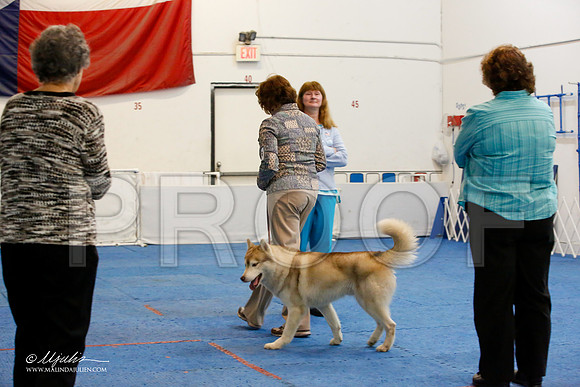 _M3_7560-AddisonHuskyMar2015-HR3