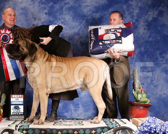 Mastiff-5694-GRJan14-HR