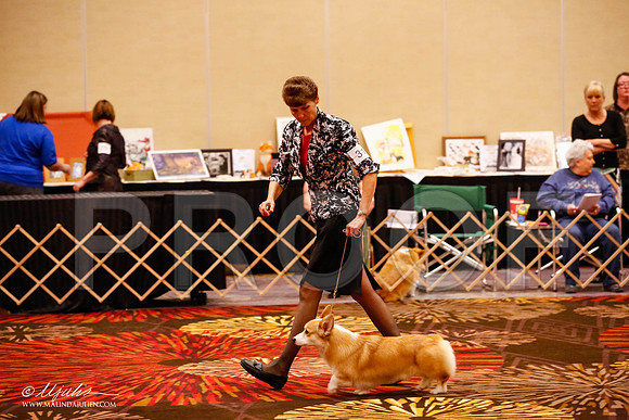 _JJ_9666-HstnCorgiFeb2015-HR3