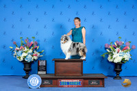 Shetland Sheepdog #32 WED WB BOS Judge Sheryl Kendrick r