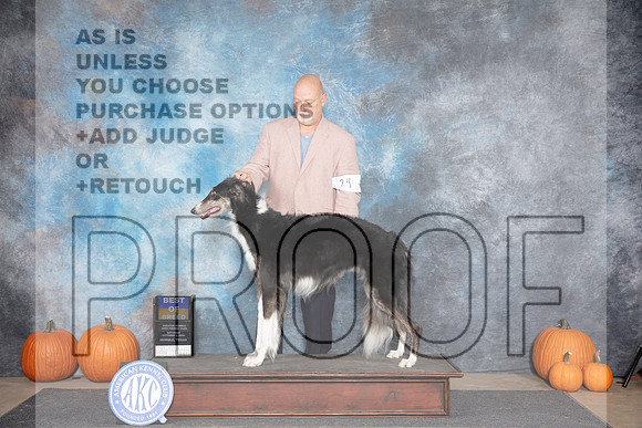 Borzoi #24 Sat BOB Judge Leonore Abordo __JP_8953_Humble_2024_HR3
