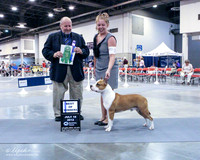 American Staffordshire Terrier #23 BOW Wed Houston July 2012