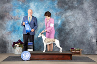 Whippet #10 Sat G1 Judge Eric Liebes