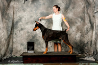 Doberman Pinshcer #? Sat New GrCh Sarah Heinemann