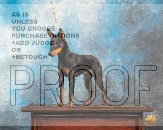 Toy Manchester Terrier #5 Thurs Custom_MJ_0047_SA_2022_HR3