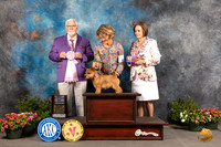 Norwich Terrier #17 Sat BOSweeps Judge Rick Fowler
