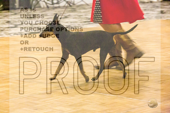 Manchester Terrier MTOY Candids-JJL_2226-Hstn2022_HR3
