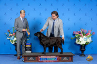 Labrador Retriever #36 FRI BOB Judge Douglas Johnson