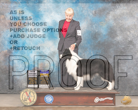 Border Collie #5 Sun BOB Judge Linda ClarkMMJ_4987_Mdlnd2022_HR3