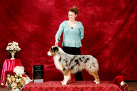 Australian Shepherd Sun S2 BOW Kimberly Cecil