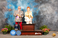 Poodle Toy #14 Fri BOV Judge Michael Canalizo