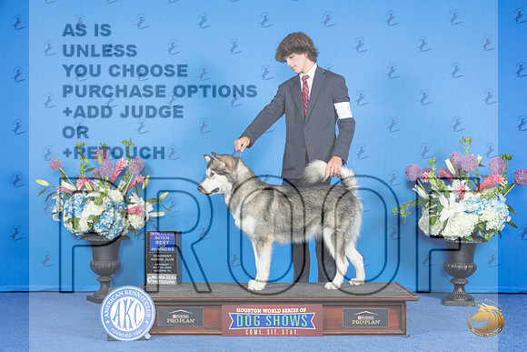 Alaskan Malamute #19 SAT WD BOW Judge Nancy Liebes__JP_0348_Houston_2024_HR3
