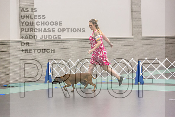 Bavarian Mountain Hound Ring Fri Ring 1_JJL_5120_UKCLNGVIEWOCT2024_2024_HR3