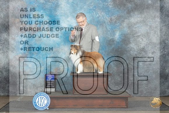 Shetland Sheepdog #5 Sun WDBOW Judge Sharon Newcomb__JP_4065_Lubbock_2024_HR3