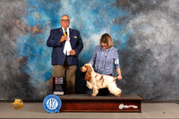 English Cocker Spaniel #19 WED BOS BISweeps Judge John Lucas