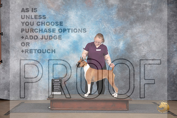 Boxer #475 Sat NGCh Judge Jennifer Landers __JP_2598_LongviewTX_2024_HR3
