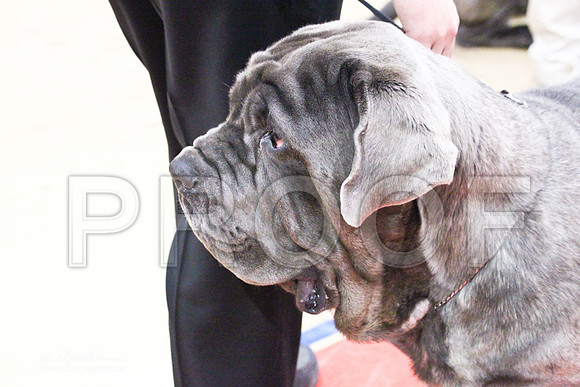 NeapolitanMastiff-0576LR