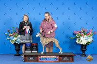 Whippet #20 FRI WB BOW BOS M Judge Angela Pickett