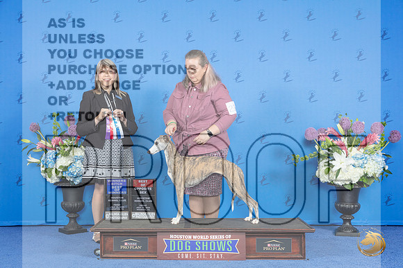 Whippet #20 FRI WB BOW BOS M Judge Angela Pickett__JP_8987_Houston_2024_HR3