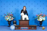Bichon Frise #9 SUN BOB Judge Douglas Johnson