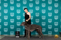 Greyhounnds #104 #105 Judge Jennifer Landers
