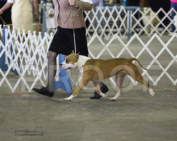 Group Terrier Saturday - 0017