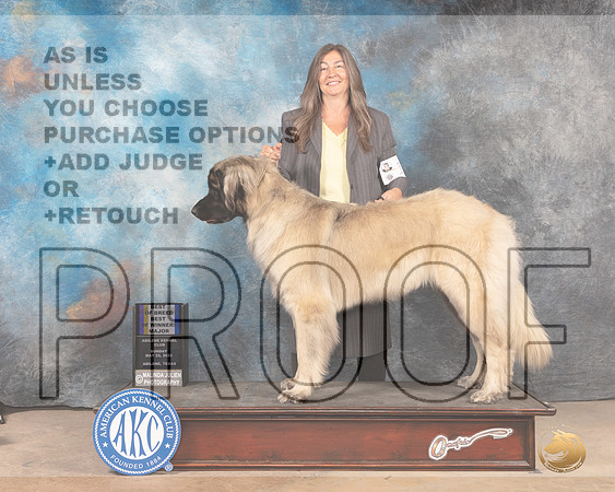 Leonberger #14 Sun BOBBOWM Judge Eric Liebes-MMJ_4434-Abilene2022-HR3
