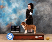 Miniature American Shepherd #16 Sat BBEBOWM Judge Pat Trotter